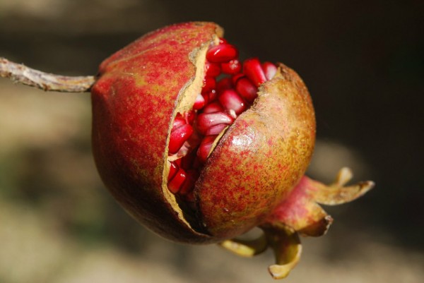 pomegranate-185456_960_720.jpg